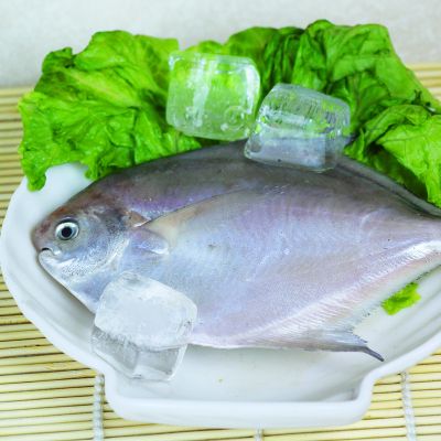 【小银鲳鱼】新鲜海鲜野生小银鲳鱼鲽鱼鲜活水产扁鱼晶鱼5-6条/斤