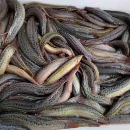 野生鲜活水产品黄鳝泥鳅保质供应:成品黄鳝 泥鳅