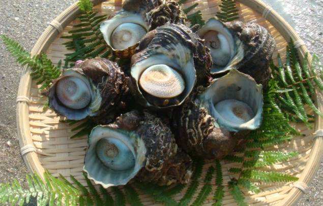 东山岛海鲜鲜活水产品海鲜花螺东风螺南风螺翡翠螺