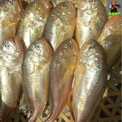 鲜活水产品 海鲜 野生梅童鱼 大头梅鱼 新鲜梅子鱼1斤15个特大