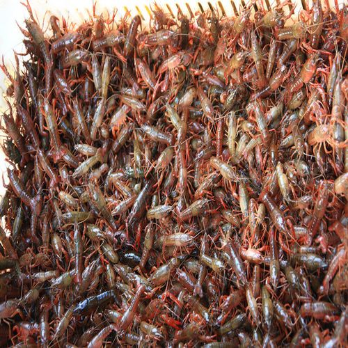 供应新品促销 鲜活水产 小龙虾 红螯虾 每斤约30只左右江.