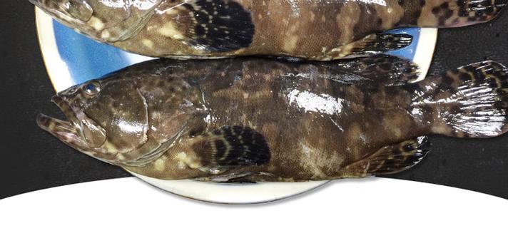 石斑鱼鲜活冷冻 现捕大龙胆鱼海鲜珍珠斑鲜活水产鱼类3斤【图片 价格