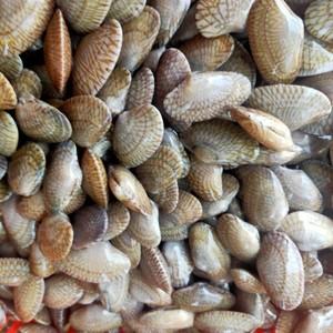 鲜活水产花甲螺海鲜油甲贝壳食用500g蛤蜊花甲粉原料广东五斤包邮