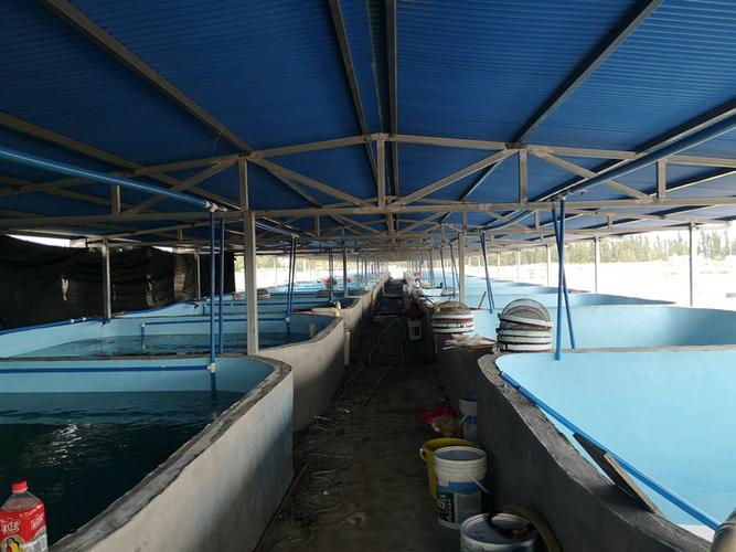 水产养殖提问390海水工厂化养殖生物絮团会倒菌吗如何处理倒菌呢海水